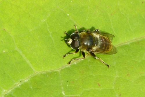 Merodon equestris